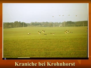 Kraniche bei Krohnhorst 