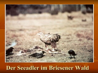 Der Seeadler im Briesener Wald 