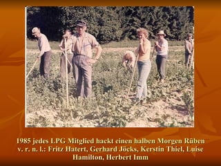 1985 jedes LPG Mitglied hackt einen halben Morgen Rüben v. r. n. l.: Fritz Hatert, Gerhard Jöcks, Kerstin Thiel, Luise Hamilton, Herbert Imm 