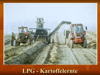 LPG - Kartoffelernte 