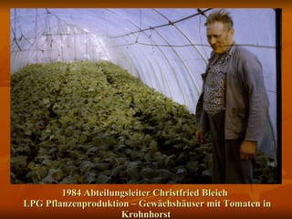 1984 Abteilungsleiter Christfried Bleich   LPG Pflanzenproduktion – Gewächshäuser mit Tomaten in Krohnhorst 