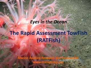Eyes in the Ocean
The Rapid Assessment TowFish
(RATFish)
Marine Applied Research and Exploration
www.maregroup.org
 