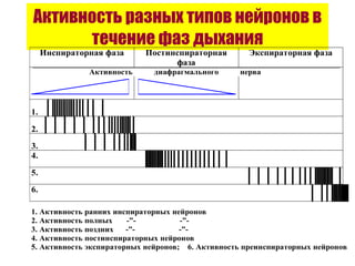 Активность разных типов нейронов в течение фаз дыхания 