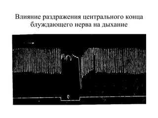 Влияние раздражения центрального конца блуждающего нерва на дыхание 