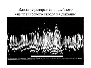 Влияние раздражения шейного симпатического ствола на дыхание 