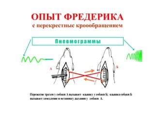 ОПЫТ ФРЕДЕРИКА с перекрестныс кроообращением П н е в м о г р а м м ы 