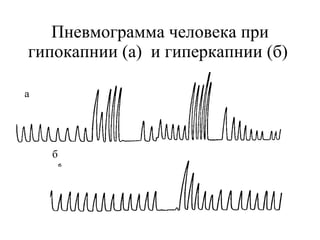 Пневмограмма человека при гипокапнии (а)  и гиперкапнии (б)  а б 