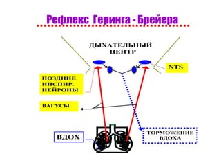 Рефлекс  Геринга - Брейера 