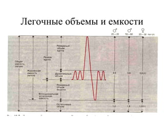 Легочные объемы и емкости 