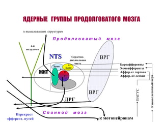 ЯДЕРНЫЕ  ГРУППЫ  ПРОДОЛГОВАТОГО  МОЗГА ВРГ ДРГ жкт NTS 4-й желудочек Баро Хемо П р о д о л г о в а т ы й  м о з г ВРГ Сердечно- дыхательная часть Бароафференты Хемоафференты Аффер.от гортани Аффер. от легких ВАГУС Языкоглоточный нерв С п и н н о й  м о з г Перекрест эфферент. путей к мотонейронам к вышележащим  структурам 