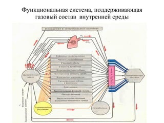 Функциональная система, поддерживающая газовый состав  внутренней среды 