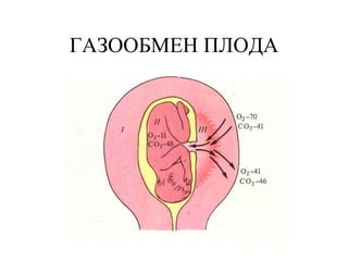 ГАЗООБМЕН ПЛОДА 