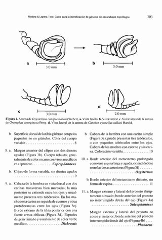 Torogene clave ilustrada para la identificación de los géneros de esCARABAJOS | PDF