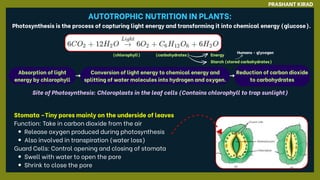 (carbohydrates)
Absorption of light
energy by chlorophyll
Conversion of light energy to chemical energy and
splitting of water molecules into hydrogen and oxygen.
Reduction of carbon dioxide
to carbohydrates
Energy
Starch (stored carbohydrates)
Humans - glycogen
PRASHANT KIRAD
Photosynthesis is the process of capturing light energy and transforming it into chemical energy (glucose).
(chlorophyll)
AUTOTROPHIC NUTRITION IN PLANTS:
Site of Photosynthesis: Chloroplasts in the leaf cells (Contains chlorophyll to trap sunlight)
Stomata –Tiny pores mainly on the underside of leaves
Function: Take in carbon dioxide from the air
Release oxygen produced during photosynthesis
Also involved in transpiration (water loss)
Guard Cells: Control opening and closing of stomata
Swell with water to open the pore
Shrink to close the pore
 