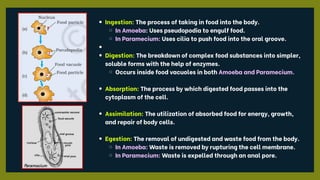 Ingestion: The process of taking in food into the body.
In Amoeba: Uses pseudopodia to engulf food.
In Paramecium: Uses cilia to push food into the oral groove.
Digestion: The breakdown of complex food substances into simpler,
soluble forms with the help of enzymes.
Occurs inside food vacuoles in both Amoeba and Paramecium.
Absorption: The process by which digested food passes into the
cytoplasm of the cell.
Assimilation: The utilization of absorbed food for energy, growth,
and repair of body cells.
Egestion: The removal of undigested and waste food from the body.
In Amoeba: Waste is removed by rupturing the cell membrane.
In Paramecium: Waste is expelled through an anal pore.
 