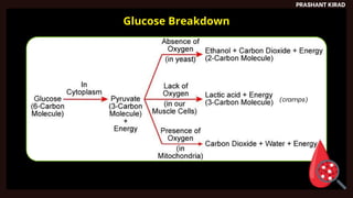 PRASHANT KIRAD
Glucose Breakdown
(cramps)
 