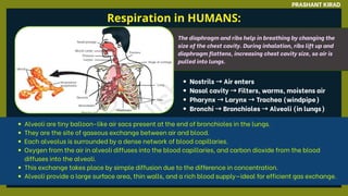 Respiration in HUMANS:
PRASHANT KIRAD
Nostrils →Air enters
Nasal cavity →Filters, warms, moistens air
Pharynx →Larynx →Trachea (windpipe)
Bronchi →Bronchioles →Alveoli (in lungs)
The diaphragm and ribs help in breathing by changing the
size of the chest cavity. During inhalation, ribs lift up and
diaphragm flattens, increasing chest cavity size, so air is
pulled into lungs.
Alveoli are tiny balloon-like air sacs present at the end of bronchioles in the lungs.
They are the site of gaseous exchange between air and blood.
Each alveolus is surrounded by a dense network of blood capillaries.
Oxygen from the air in alveoli diffuses into the blood capillaries, and carbon dioxide from the blood
diffuses into the alveoli.
This exchange takes place by simple diffusion due to the difference in concentration.
Alveoli provide a large surface area, thin walls, and a rich blood supply—ideal for efficient gas exchange.
 