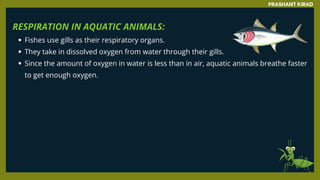 RESPIRATION IN AQUATIC ANIMALS:
Fishes use gills as their respiratory organs.
They take in dissolved oxygen from water through their gills.
Since the amount of oxygen in water is less than in air, aquatic animals breathe faster
to get enough oxygen.
PRASHANT KIRAD
 
