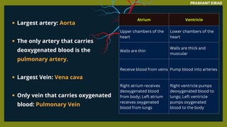 Largest artery: Aorta
The only artery that carries
deoxygenated blood is the
pulmonary artery.
Largest Vein: Vena cava
Only vein that carries oxygenated
blood: Pulmonary Vein
Atrium Ventricle
Upper chambers of the
heart
Lower chambers of the
heart
Walls are thin
Walls are thick and
muscular
Receive blood from veins Pump blood into arteries
Right atrium receives
deoxygenated blood
from body; Left atrium
receives oxygenated
blood from lungs
Right ventricle pumps
deoxygenated blood to
lungs; Left ventricle
pumps oxygenated
blood to the body
PRASHANT KIRAD
 