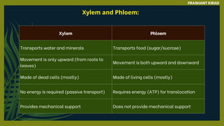 Xylem and Phloem:
PRASHANT KIRAD
Xylem Phloem
Transports water and minerals Transports food (sugar/sucrose)
Movement is only upward (from roots to
leaves)
Movement is both upward and downward
Made of dead cells (mostly) Made of living cells (mostly)
No energy is required (passive transport) Requires energy (ATP) for translocation
Provides mechanical support Does not provide mechanical support
 