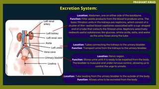 Location: Abdomen, one on either side of the backbone.
Function: Filter waste products from the blood to produce urine. The
basic filtration units in the kidneys are nephrons, which consist of a
cluster of thin-walled blood capillaries associated with a cup-shaped
end of a tube that collects the filtered urine. Nephrons selectively
reabsorb useful substances like glucose, amino acids, salts, and water
as the urine flows along the tube.
Location: Tubes connecting the kidneys to the urinary bladder.
Function: Transport urine from the kidneys to the urinary bladder.
Location: Pelvic region.
Function: Stores urine until it is ready to be expelled from the body.
The bladder is muscular and under nervous control, allowing us to
control the urge to urinate.
Location: Tube leading from the urinary bladder to the outside of the body.
Function: Allows urine to be excreted from the body
Excretion System:
PRASHANT KIRAD
 