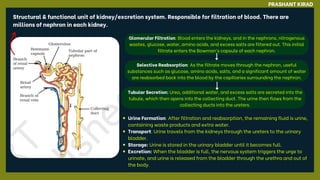 PRASHANT KIRAD
Glomerular Filtration: Blood enters the kidneys, and in the nephrons, nitrogenous
wastes, glucose, water, amino acids, and excess salts are filtered out. This initial
filtrate enters the Bowman’s capsule of each nephron.
Structural & functional unit of kidney/excretion system. Responsible for filtration of blood. There are
millions of nephron in each kidney.
Urine Formation: After filtration and reabsorption, the remaining fluid is urine,
containing waste products and extra water.
Transport: Urine travels from the kidneys through the ureters to the urinary
bladder.
Storage: Urine is stored in the urinary bladder until it becomes full.
Excretion: When the bladder is full, the nervous system triggers the urge to
urinate, and urine is released from the bladder through the urethra and out of
the body.
Selective Reabsorption: As the filtrate moves through the nephron, useful
substances such as glucose, amino acids, salts, and a significant amount of water
are reabsorbed back into the blood by the capillaries surrounding the nephron.
Tubular Secretion: Urea, additional water, and excess salts are secreted into the
tubule, which then opens into the collecting duct. The urine then flows from the
collecting ducts into the ureters.
 