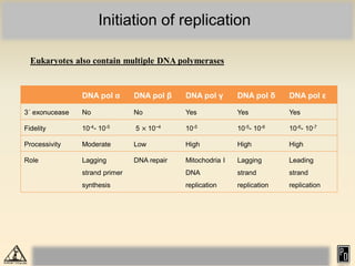 Initiation of replication
Eukaryotes also contain multiple DNA polymerases
DNA pol α DNA pol β DNA pol γ DNA pol δ DNA pol ε
3´ exonucease No No Yes Yes Yes
Fidelity 10-4- 10-5 5 × 10−4 10-5 10-5- 10-6 10-6- 10-7
Processivity Moderate Low High High High
Role Lagging
strand primer
synthesis
DNA repair Mitochodria I
DNA
replication
Lagging
strand
replication
Leading
strand
replication
 
