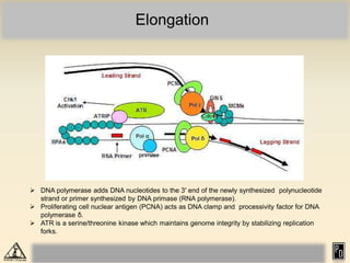 Elongation
 DNA polymerase adds DNA nucleotides to the 3′ end of the newly synthesized polynucleotide
strand or primer synthesized by DNA primase (RNA polymerase).
 Proliferating cell nuclear antigen (PCNA) acts as DNA clamp and processivity factor for DNA
polymerase δ.
 ATR is a serine/threonine kinase which maintains genome integrity by stabilizing replication
forks.
 