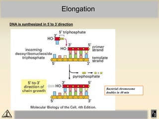 Elongation
DNA is synthesized in 5´to 3´direction
Bacterial chromosome
doubles in 40 min
 