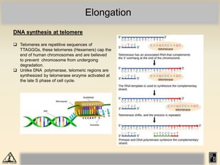 Elongation
DNA synthesis at telomere
 Telomeres are repetitive sequences of
TTAGGGs, these telomeres (Hexamers) cap the
end of human chromosomes and are believed
to prevent chromosome from undergoing
degradation.
 Unlike DNA polymerase, telomeric regions are
synthesized by telomerase enzyme activated at
the late S phase of cell cycle.
 