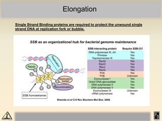 Elongation
Single Strand Binding proteins are required to protect the unwound single
strand DNA at replication fork or bubble.
 