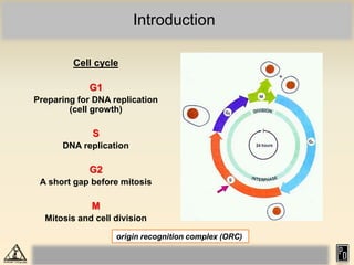 Introduction
Cell cycle
G1
Preparing for DNA replication
(cell growth)
S
DNA replication
G2
A short gap before mitosis
M
Mitosis and cell division
origin recognition complex (ORC)
 