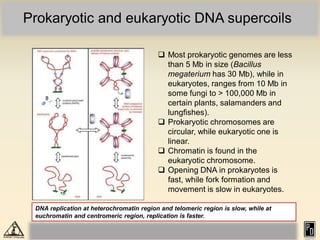 Prokaryotic and eukaryotic DNA supercoils
 Most prokaryotic genomes are less
than 5 Mb in size (Bacillus
megaterium has 30 Mb), while in
eukaryotes, ranges from 10 Mb in
some fungi to > 100,000 Mb in
certain plants, salamanders and
lungfishes).
 Prokaryotic chromosomes are
circular, while eukaryotic one is
linear.
 Chromatin is found in the
eukaryotic chromosome.
 Opening DNA in prokaryotes is
fast, while fork formation and
movement is slow in eukaryotes.
DNA replication at heterochromatin region and telomeric region is slow, while at
euchromatin and centromeric region, replication is faster.
 