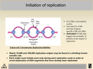 Initiation of replication
Eukaryotic Chromosome Replication Bubbles
 Nearly 10,000 and 100,000 replication origins may be found in a dividing human
somatic cell.
 Each origin must initiate once only during each replication cycle in order to
avoid duplication of DNA segments that have already been replicated.
 G1-CDK is activated by
cyclins.
 Activated G1-CDK
activates S-phase
specific CDK (S-CDK).
 Activated S-CDK then
triggers the assembly of
proteins at the origins of
replication
 