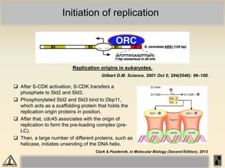 Initiation of replication
Replication origins in eukaryotes.
Gilbert D.M. Science. 2001 Oct 5; 294(5540): 96–100.
 After S-CDK activation, S-CDK transfers a
phosphate to Sld2 and Sld3.
 Phosphorylated Sld2 and Sld3 bind to Dbp11,
which acts as a scaffolding protein that holds the
replication origin proteins in position.
 After that, cdc45 associates with the origin of
replication to form the pre-loading complex (pre-
LC).
 Then, a large number of different proteins, such as
helicase, initiates unwinding of the DNA helix.
Clark & Pazdernik, in Molecular Biology (Second Edition), 2013
 