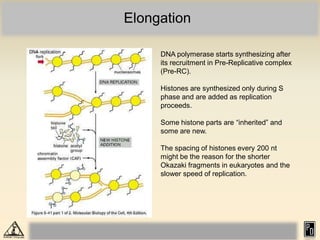 1768816628DNA replication in eukaryotes.pdf