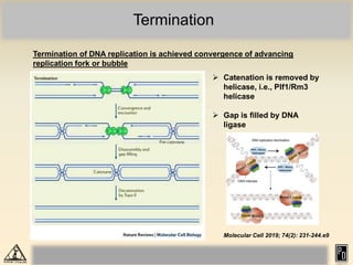 1768816628DNA replication in eukaryotes.pdf