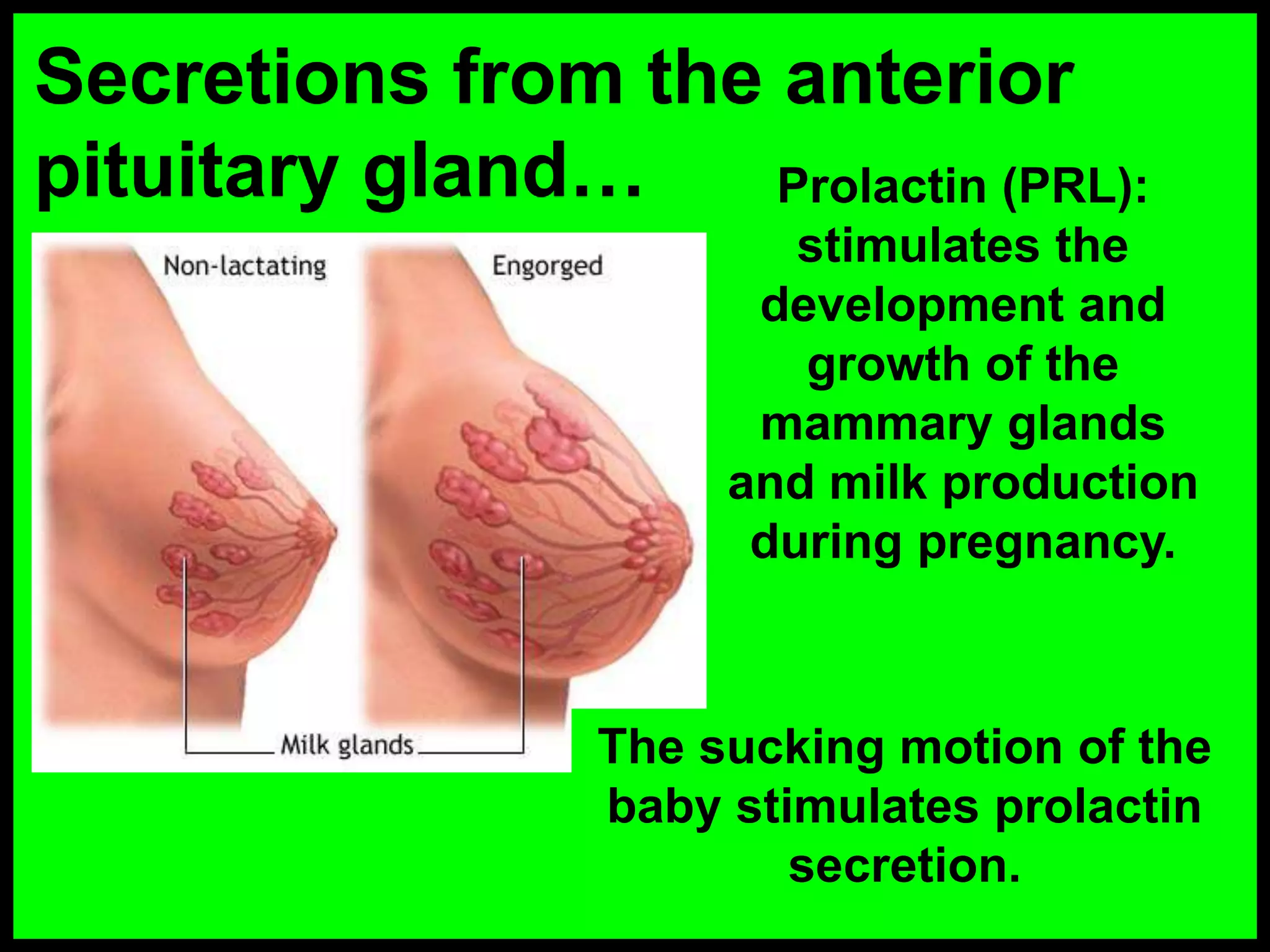 Secretions from the anterior
pituitary gland&hellip; Prolactin (PRL):
stimulates the
development and
growth of the
mammary glands
and milk production
during pregnancy.
The sucking motion of the
baby stimulates prolactin
secretion.
 