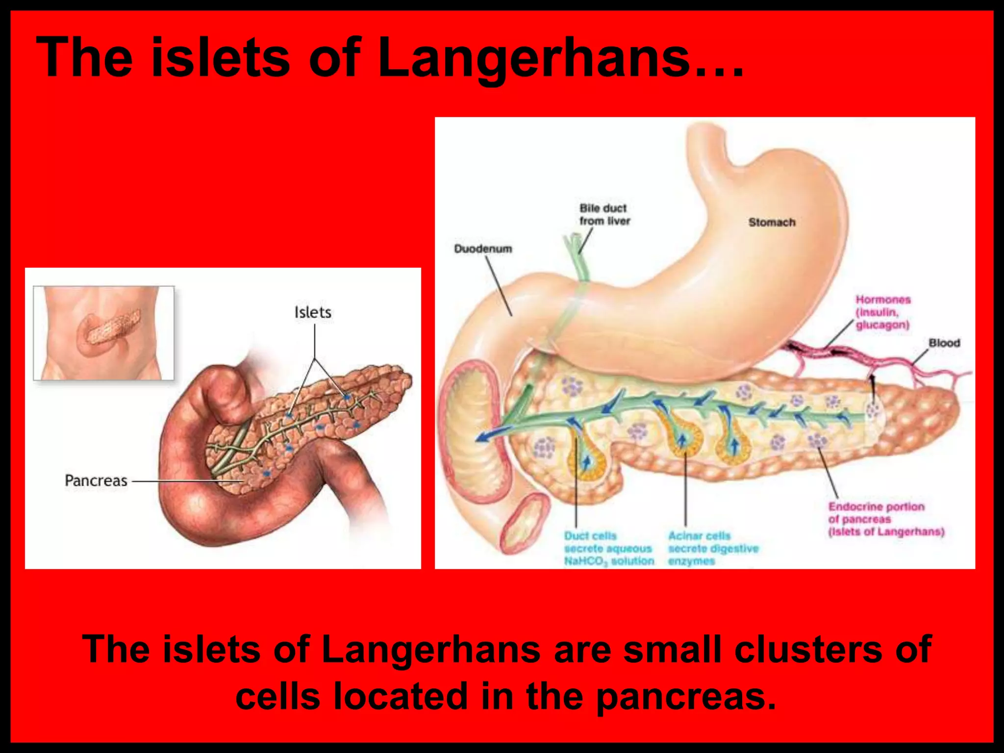 The islets of Langerhans&hellip;
The islets of Langerhans are small clusters of
cells located in the pancreas.
 