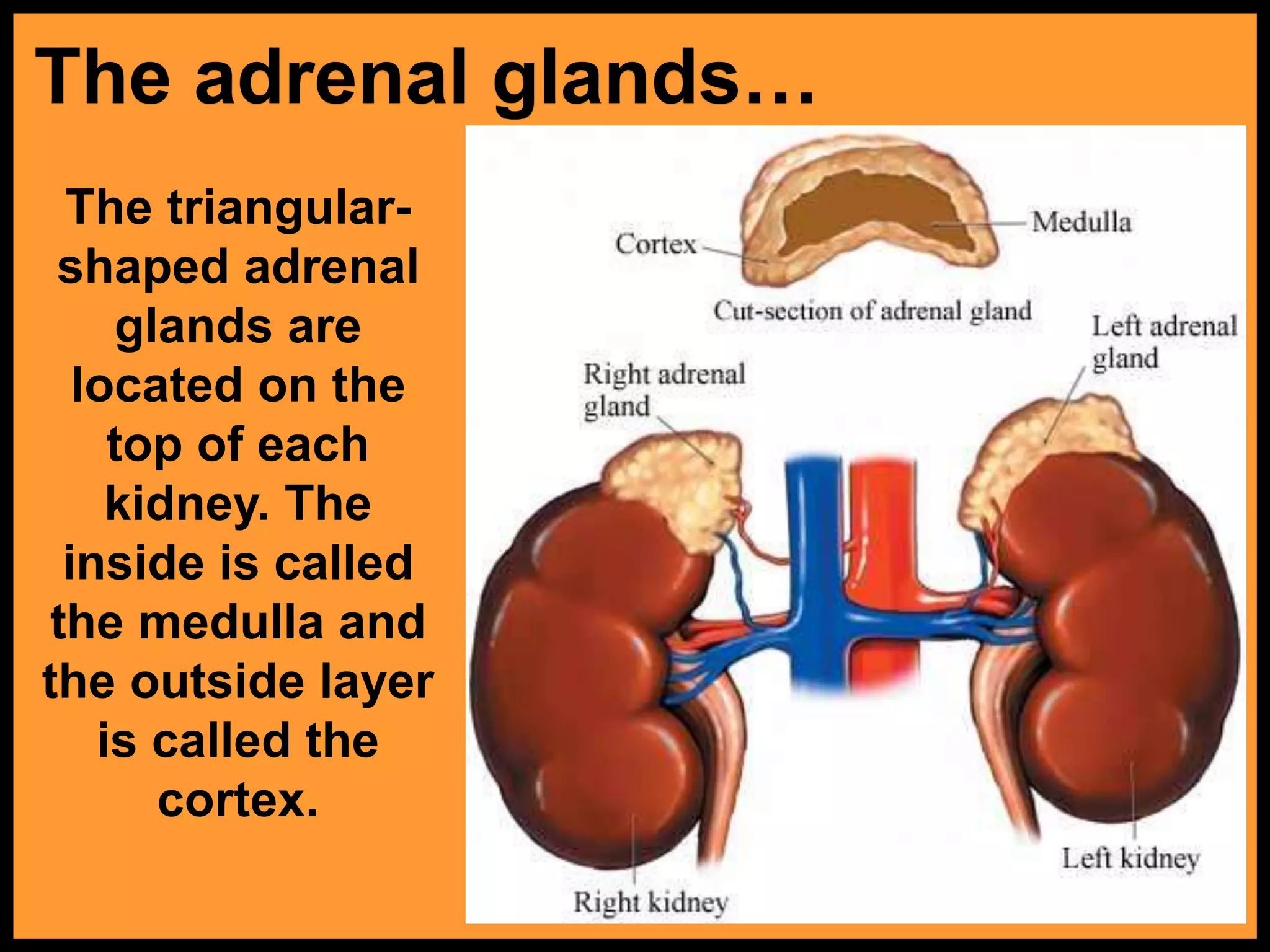 The adrenal glands&hellip;
The triangular-
shaped adrenal
glands are
located on the
top of each
kidney. The
inside is called
the medulla and
the outside layer
is called the
cortex.
 