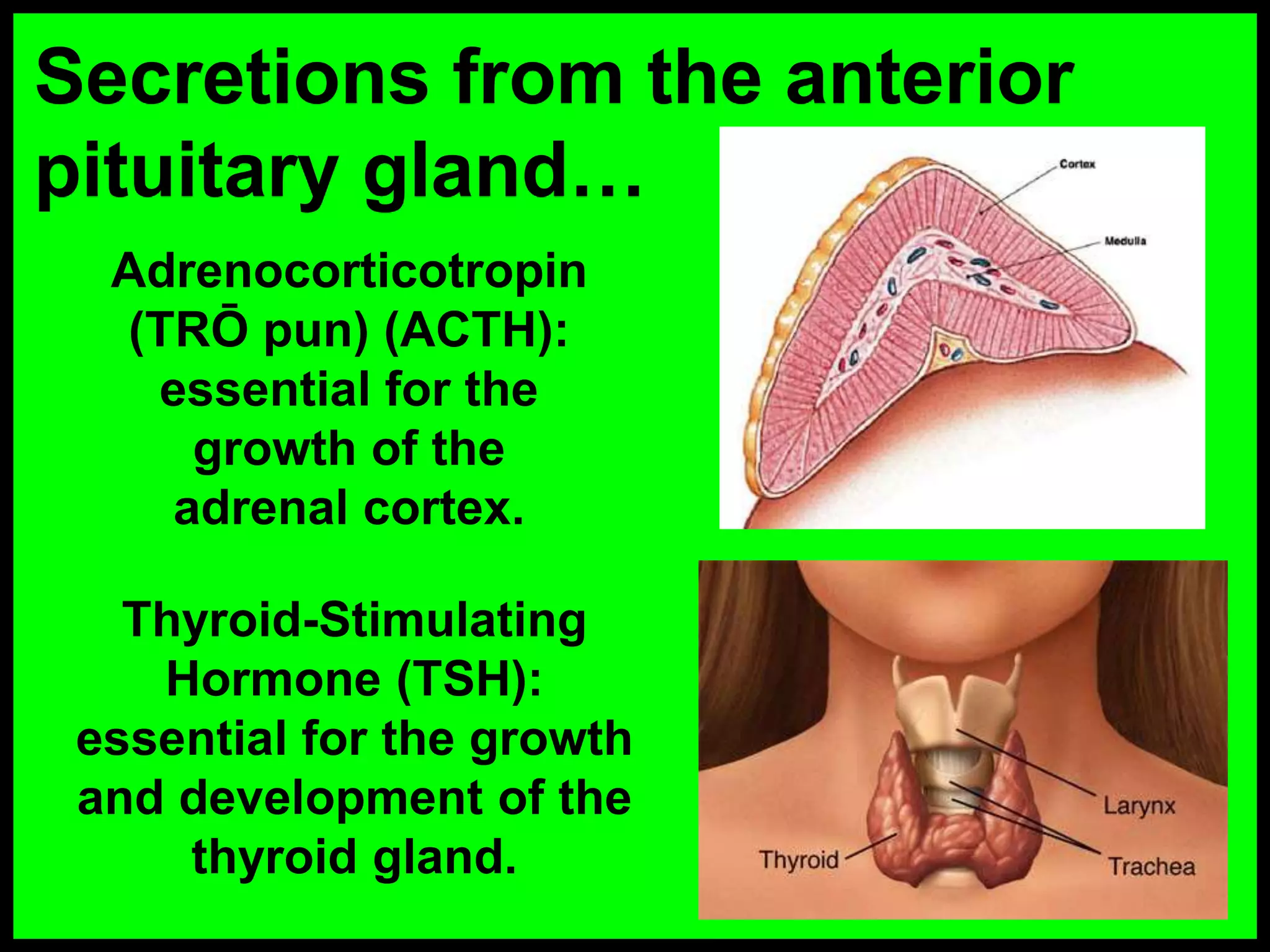 Secretions from the anterior
pituitary gland&hellip;
Adrenocorticotropin
(TRŌ pun) (ACTH):
essential for the
growth of the
adrenal cortex.
Thyroid-Stimulating
Hormone (TSH):
essential for the growth
and development of the
thyroid gland.
 