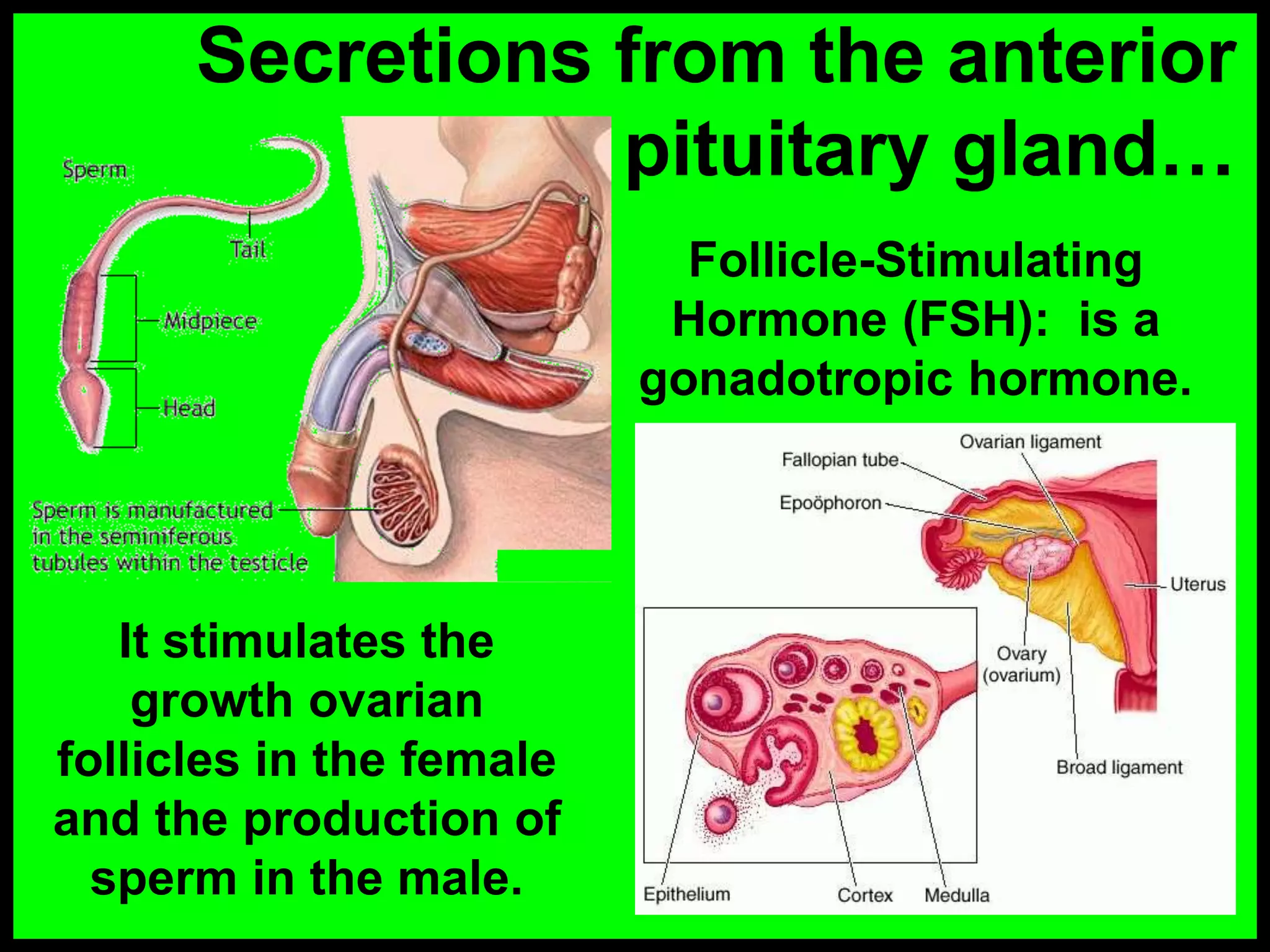 Secretions from the anterior
pituitary gland&hellip;
It stimulates the
growth ovarian
follicles in the female
and the production of
sperm in the male.
Follicle-Stimulating
Hormone (FSH): is a
gonadotropic hormone.
 