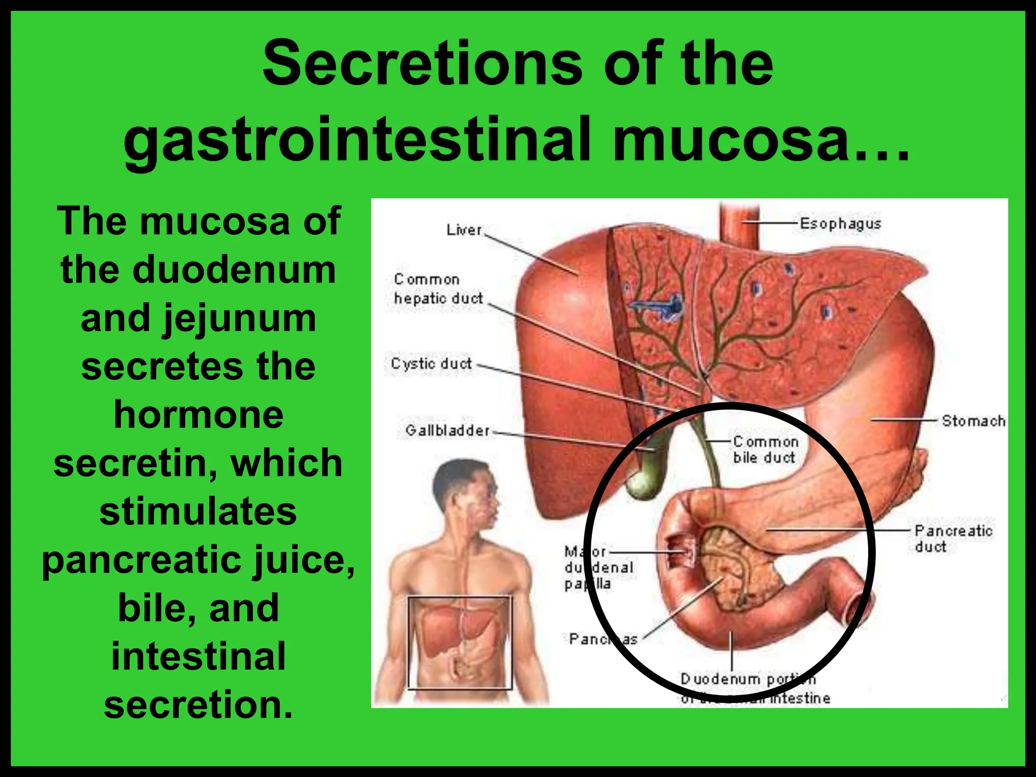 Secretin 177-Anatomy-Endocrine-System Grade 10 Science | PPTX