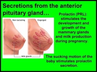 Prolactin (PRL):
stimulates the
development and
growth of the
mammary glands
and milk production
during pregnancy.
The sucking motion of the
baby stimulates prolactin
secretion.
 
