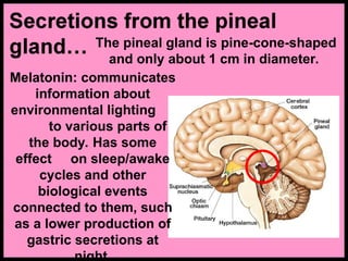 The pineal gland is pine-cone-shaped
and only about 1 cm in diameter.
Melatonin: communicates
information about
environmental lighting
to various parts of
the body. Has some
effect on sleep/awake
cycles and other
biological events
connected to them, such
as a lower production of
gastric secretions at
night.
 