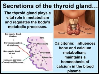 Calcitonin: influences
bone and calcium
metabolism;
maintains a
homeostasis of
calcium in the blood
plasma
The thyroid gland plays a
vital role in metabolism
and regulates the body’s
metabolic processes.
 