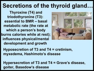 Thyroxine (T4) and
triodothyronine (T3):
essential to BMR – basal
metabolic rate (the rate at
which a person’s body
burns calories while at rest);
influences physical/mental
development and growth
Hyposecretion of T3 and T4 = cretinism,
myxedema, Hashimoto’s disease
Hypersecretion of T3 and T4 = Grave’s disease,
goiter, Basedow’s disease
 