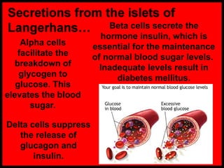 Beta cells secrete the
hormone insulin, which is
essential for the maintenance
of normal blood sugar levels.
Inadequate levels result in
diabetes mellitus.
Delta cells suppress
the release of
glucagon and
insulin.
Alpha cells
facilitate the
breakdown of
glycogen to
glucose. This
elevates the blood
sugar.
 