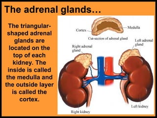 The triangular-
shaped adrenal
glands are
located on the
top of each
kidney. The
inside is called
the medulla and
the outside layer
is called the
cortex.
 