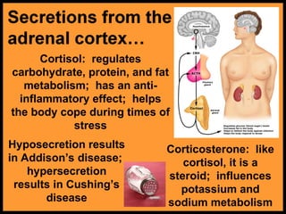 Cortisol: regulates
carbohydrate, protein, and fat
metabolism; has an anti-
inflammatory effect; helps
the body cope during times of
stress
Hyposecretion results
in Addison’s disease;
hypersecretion
results in Cushing’s
disease
Corticosterone: like
cortisol, it is a
steroid; influences
potassium and
sodium metabolism
 